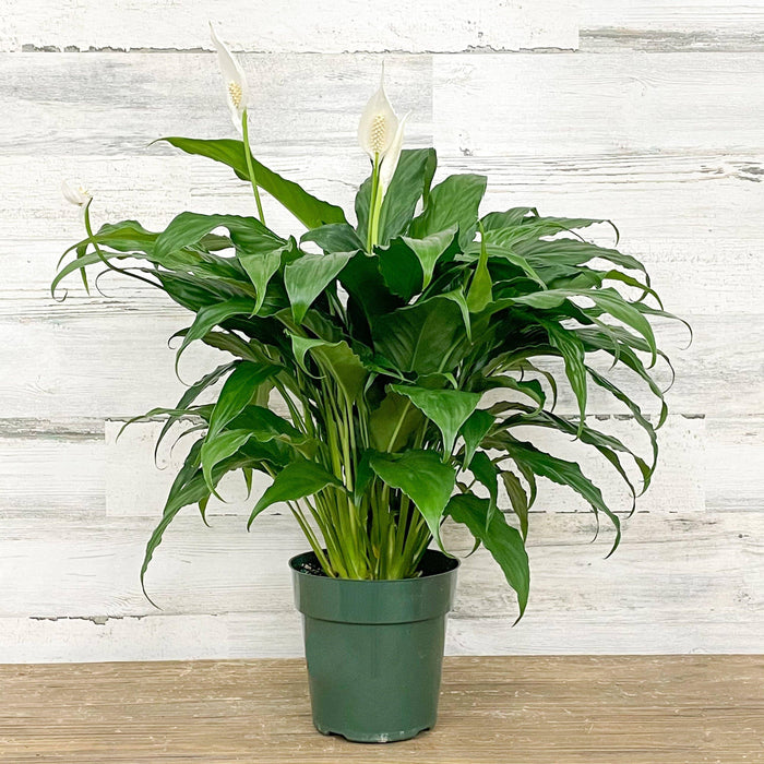 Peace Lily - 6-inch Pot - Hicks Nurseries