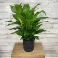 Peace Lily - 8-inch pot - Hicks Nurseries