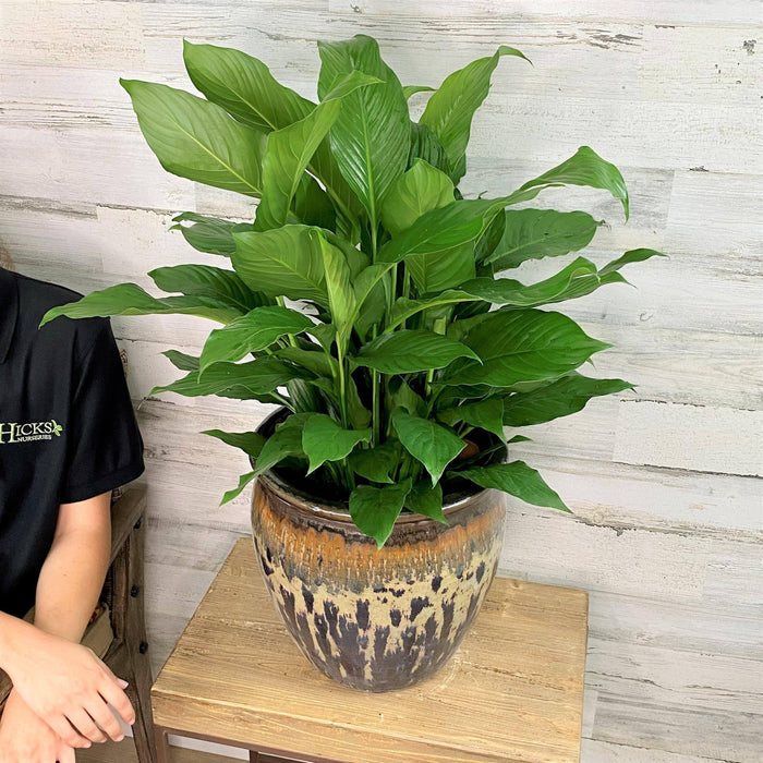 Peace Lily - 8-inch pot - Hicks Nurseries