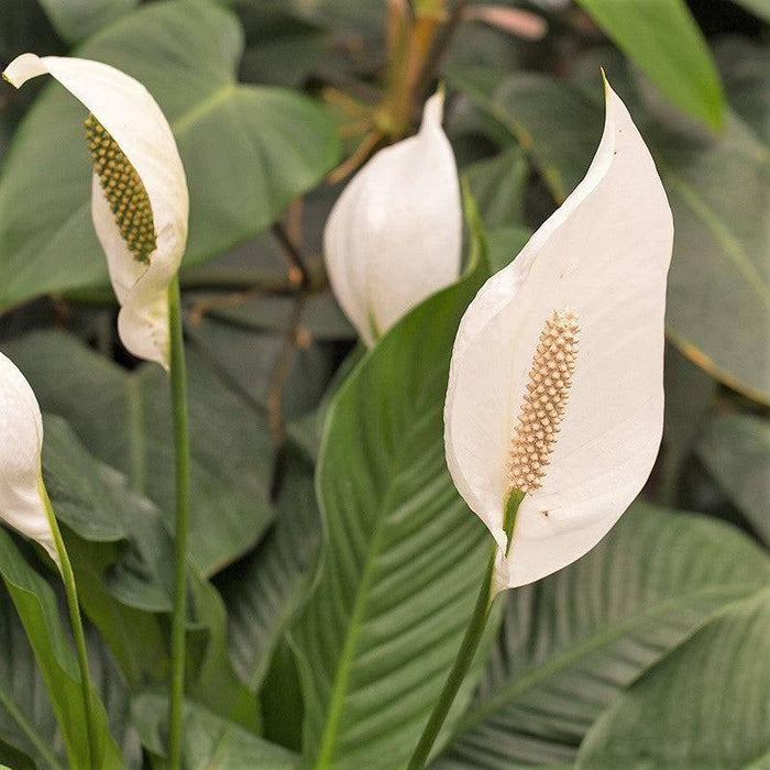 Peace Lily - 8-inch pot - Hicks Nurseries