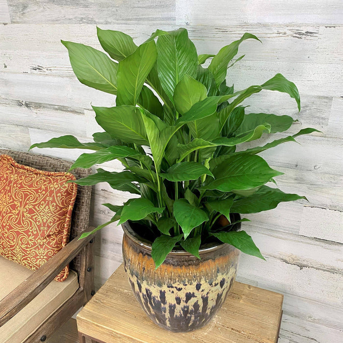 Peace Lily - 8-inch pot - Hicks Nurseries