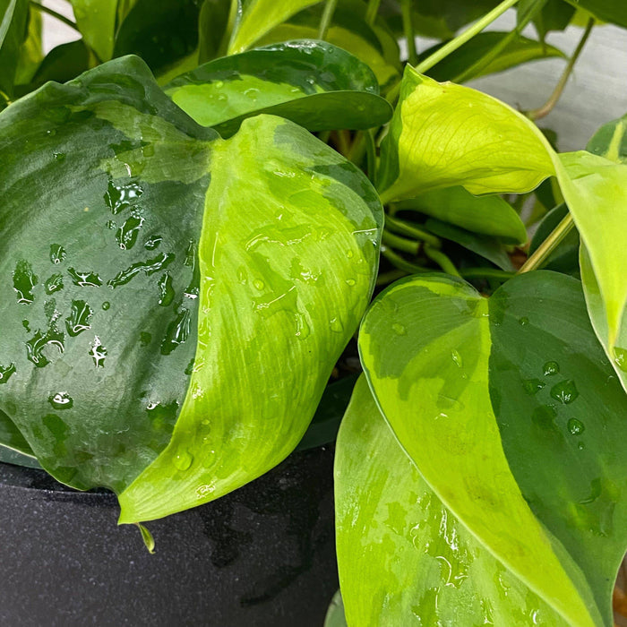 Philodendron - Brasil - Hanging Basket - 8-inch - Hicks Nurseries