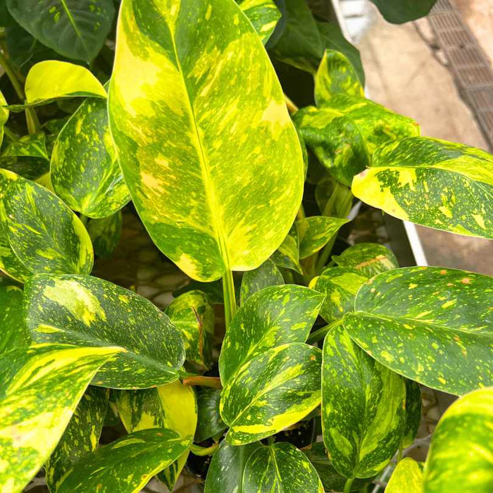 Philodendron - Congo Nuclear, available for pick-up & delivery in a 4-inch pot, features vibrant green leaves with bold yellow variegation and thrives as a striking indoor houseplant in bright light.