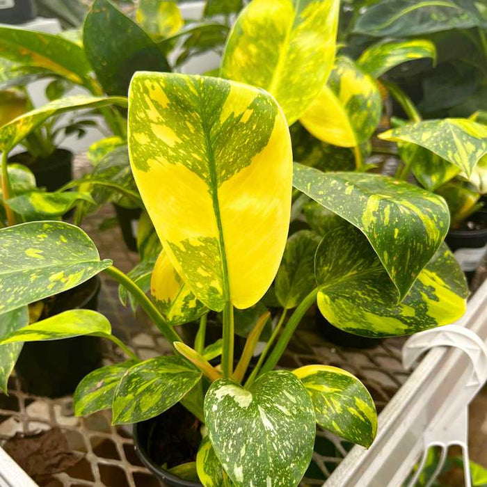 The Philodendron - Congo Nuclear in a 4-inch pot features vibrant neon yellow and green variegated leaves, offered by Available for Pick-Up & Delivery, and is displayed among other indoor houseplants on a metal grid surface.