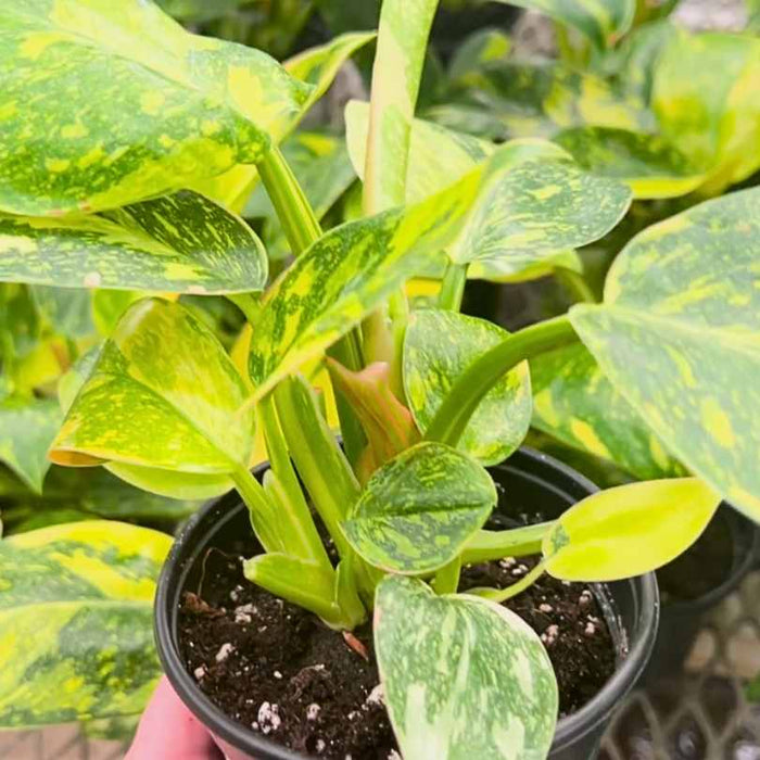 A hand holds a Philodendron - Congo Nuclear in a 4-inch pot, displaying striking green and yellow foliage. Available for Pick-Up & Delivery, this vibrant plant is ideal as an indoor houseplant or for adding lushness to any space.