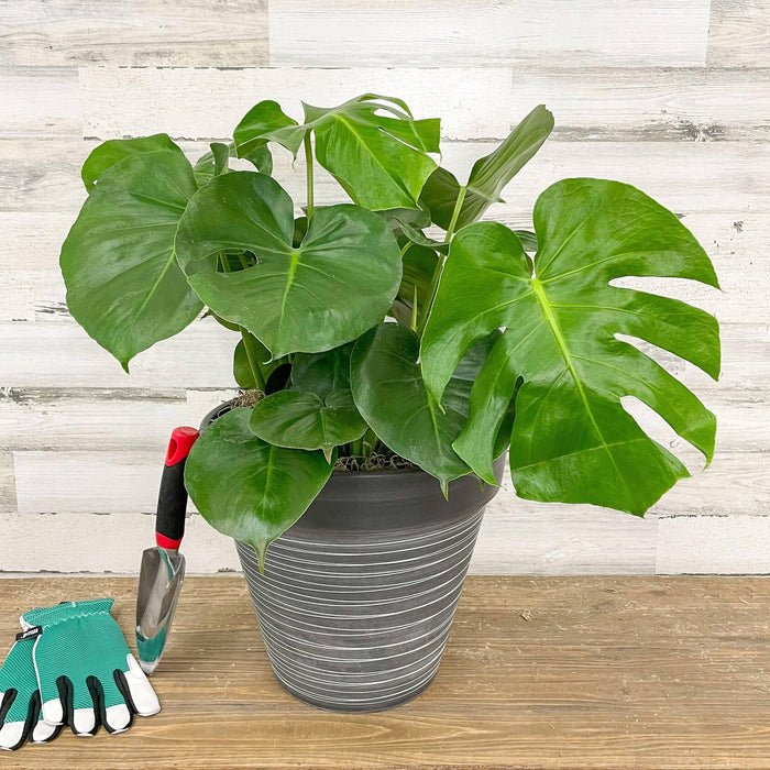 Philodendron - Monstera - 10-inch Pot - Hicks Nurseries