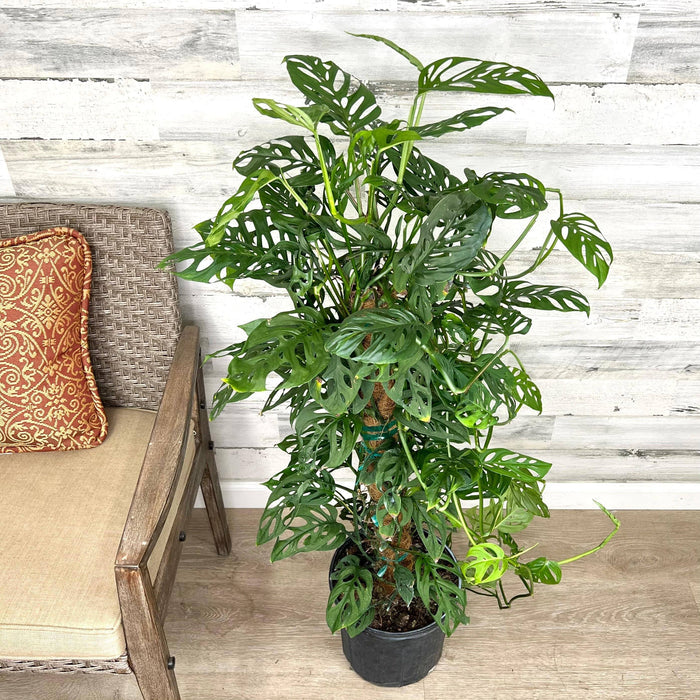 Philodendron - Swiss Cheese on Totem Pole - 10-inch Pot - Hicks Nurseries