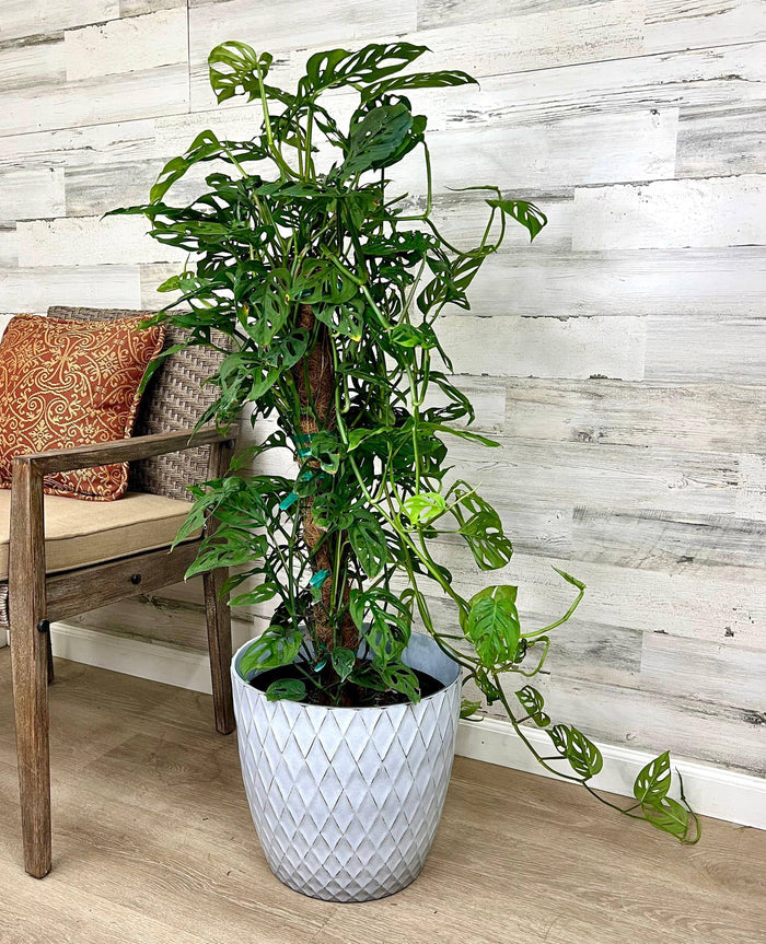 Philodendron - Swiss Cheese on Totem Pole - 10-inch Pot - Hicks Nurseries