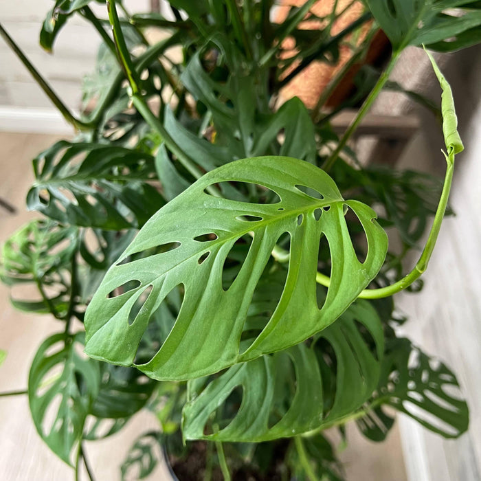 Philodendron - Swiss Cheese on Totem Pole - 10-inch Pot - Hicks Nurseries