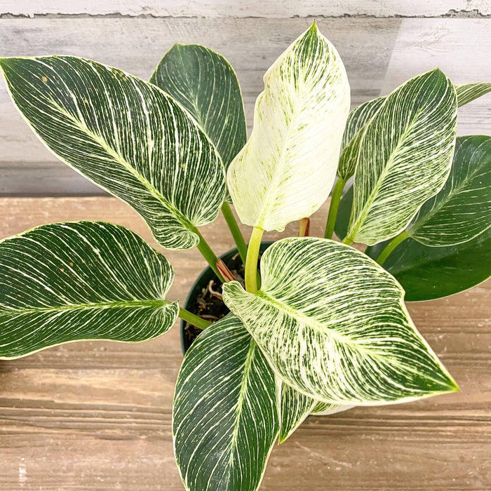 Philodendron Birkin - 6-inch Pot - Hicks Nurseries