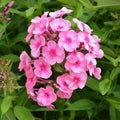 Phlox - Coral Crème Drop - 2 gallon - Hicks Nurseries