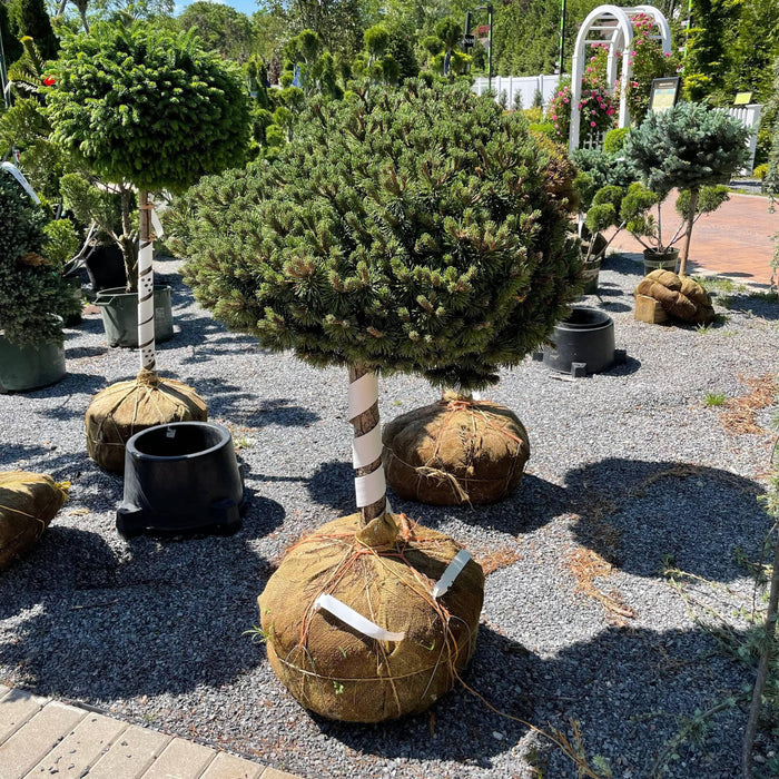 Pine - Dwarf Mugo Pine - Standard - Hicks Nurseries