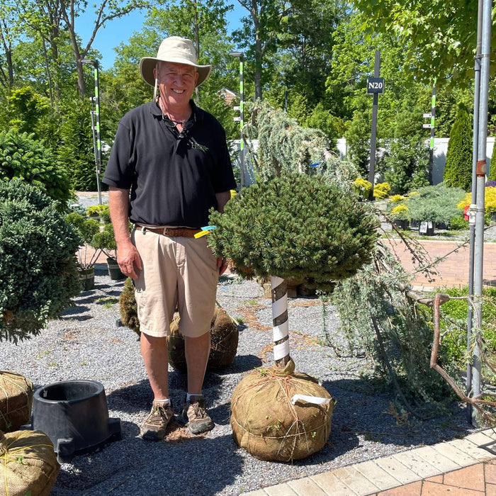 Pine - Dwarf Mugo Pine - Standard - Hicks Nurseries