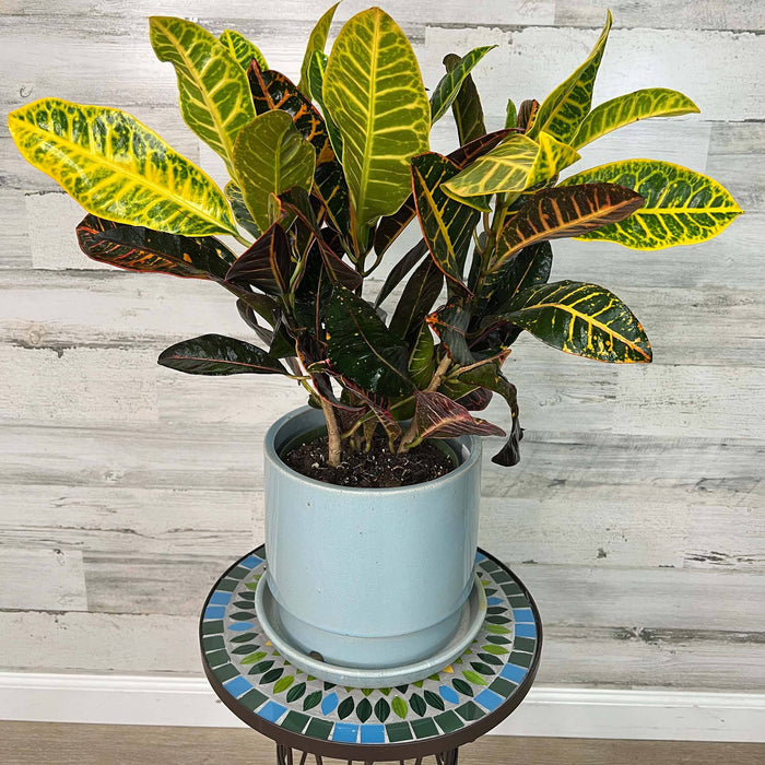 A croton plant with colorful leaves sits on the All Delivery Options Plant Stand—Brown Metal with Mosaic Glass Design, 19.5 inches—set against a light wooden wall background.