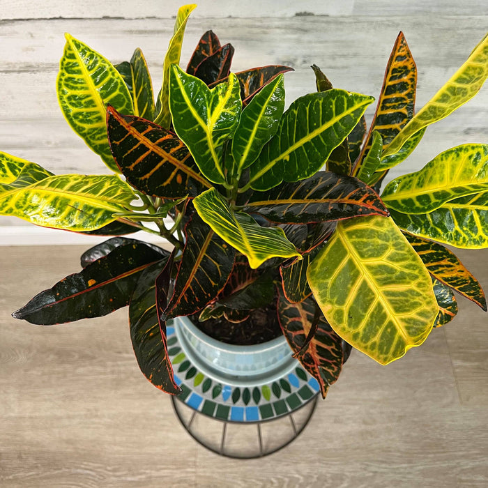 The All Delivery Options Plant Stand features a brown metal frame with a mosaic glass design and stands 19.5 inches tall, adding a stylish touch to any indoor or outdoor space.
