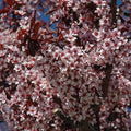 Plum - Thundercloud - 15 gallon - Hicks Nurseries