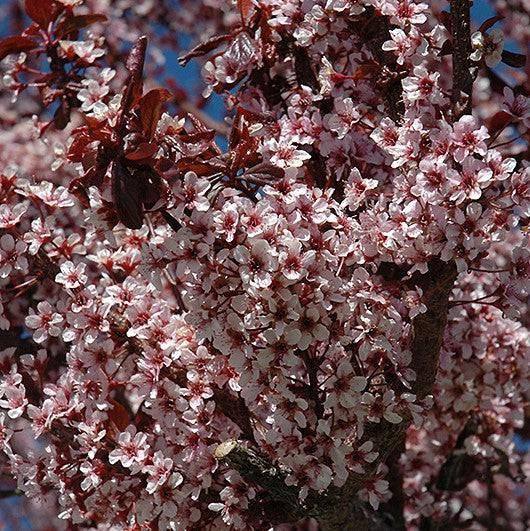 Plum - Thundercloud - 15 gallon - Hicks Nurseries