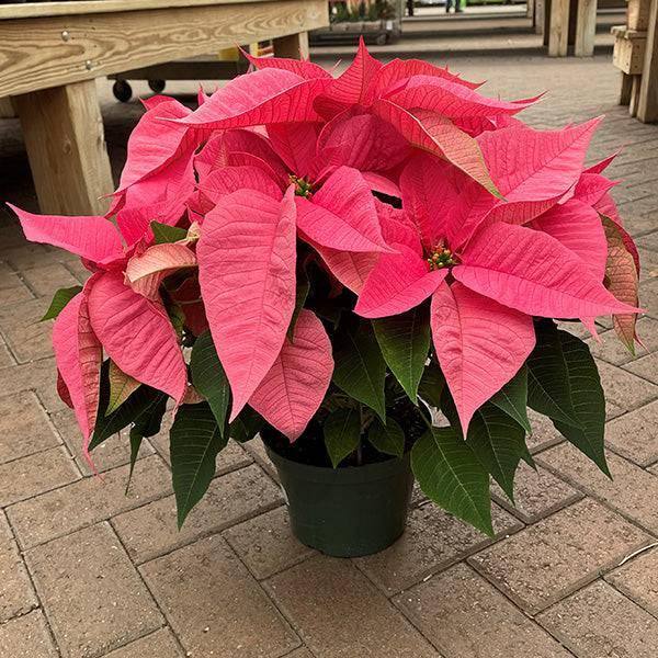 Poinsettia - Pink Flowers - 7.5-inch pot - Hicks Nurseries
