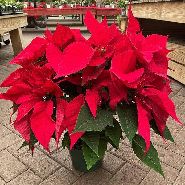 Poinsettia - Red Flowers - 7.5-inch pot - Hicks Nurseries