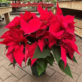 Poinsettia - Red Flowers - 7.5-inch pot - Hicks Nurseries