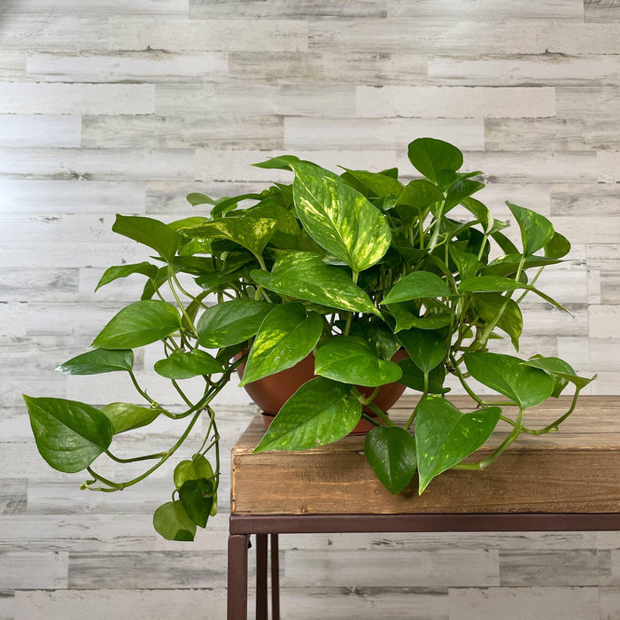 Pothos - Golden - 8-inch Bulb Pan - Hicks Nurseries