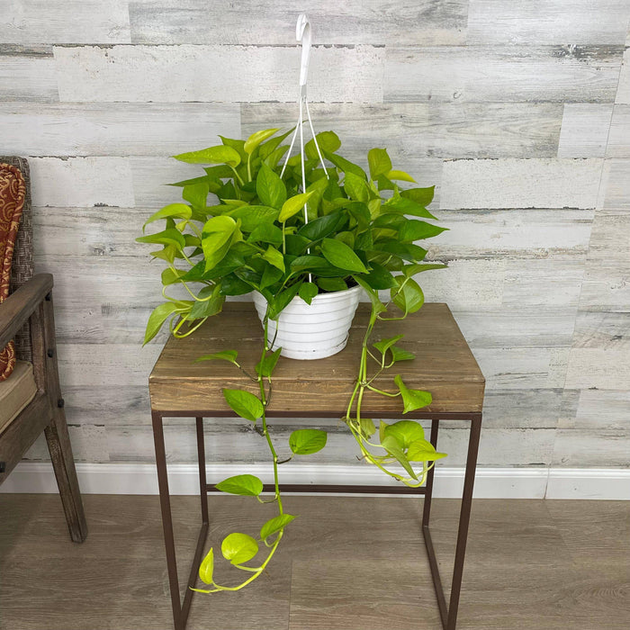 Pothos - Neon - Hanging Basket - 8-inch - Hicks Nurseries
