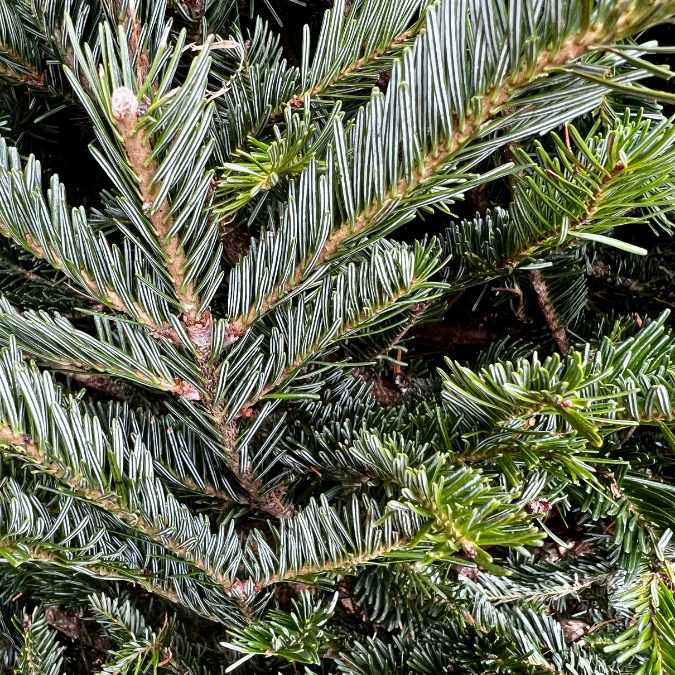 Close-up of dense, needle-like leaves on the Premium Fraser Fir Real Christmas Tree (9-10 ft.), creating a lush pattern—perfect for a fresh cut Christmas tree. Brand: Available for Pick-Up & Delivery. Currently out of stock.
