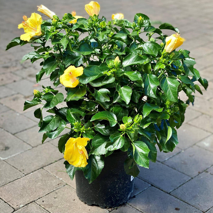 Premium Tradewinds Hibiscus Bush - 10-inch Pot - Hicks Nurseries