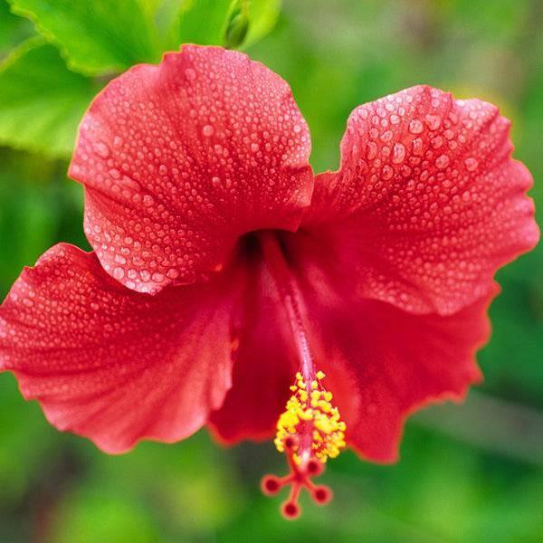 Premium Tradewinds Hibiscus Bush - 10-inch Pot - Hicks Nurseries