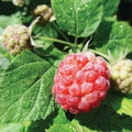 Close-up of a ripe, red Raspberry - Raspberry Shortcake - 2 Gallon from Pickup & Local Delivery Only, surrounded by green leaves and unripe berries, showcasing this compact, thornless raspberry variety.