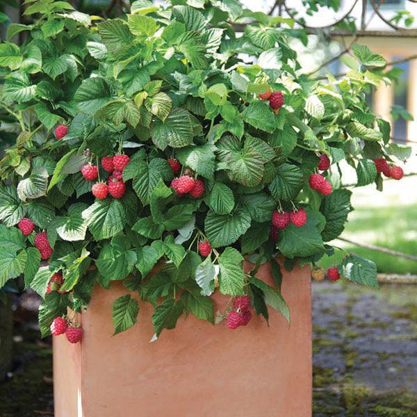The Pickup & Local Delivery Only Raspberry - Raspberry Shortcake (2 Gallon) features a compact plant with green leaves and red raspberries, ideal for patios or small gardens. Grows well outdoors in a large square terracotta pot.