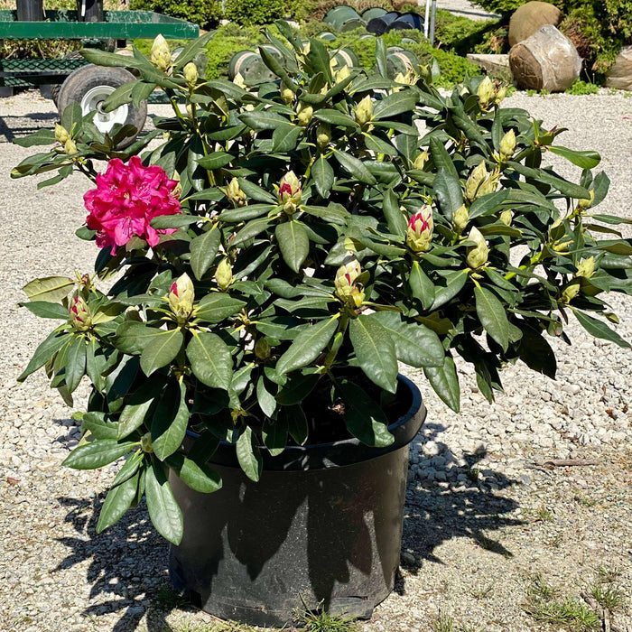 Rhododendron - Nova Zembla - 10g - Hicks Nurseries