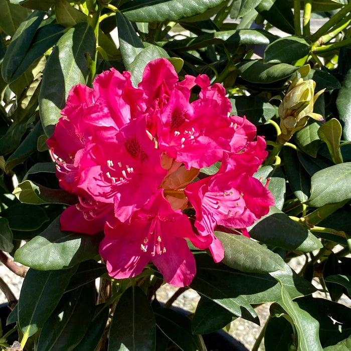 Rhododendron - Nova Zembla - 10g - Hicks Nurseries