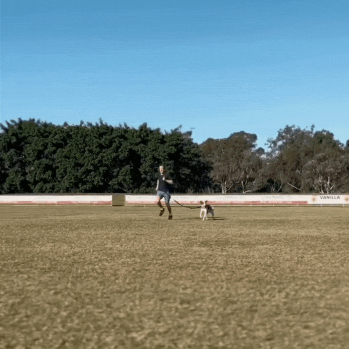 A man having the leash on his waist, running with a dog wearing leash and harness, in a playground