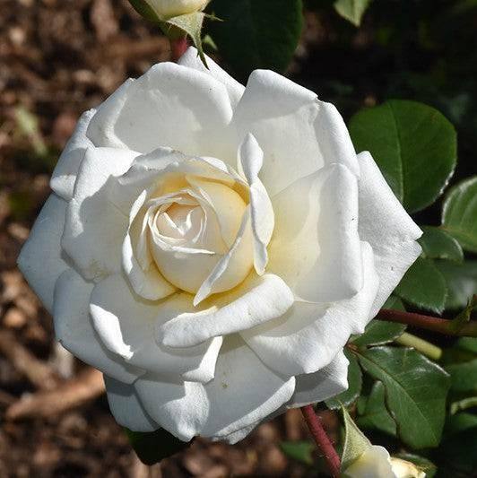 Rose - Climbing - Cloud 10 - 3 gallon - Hicks Nurseries