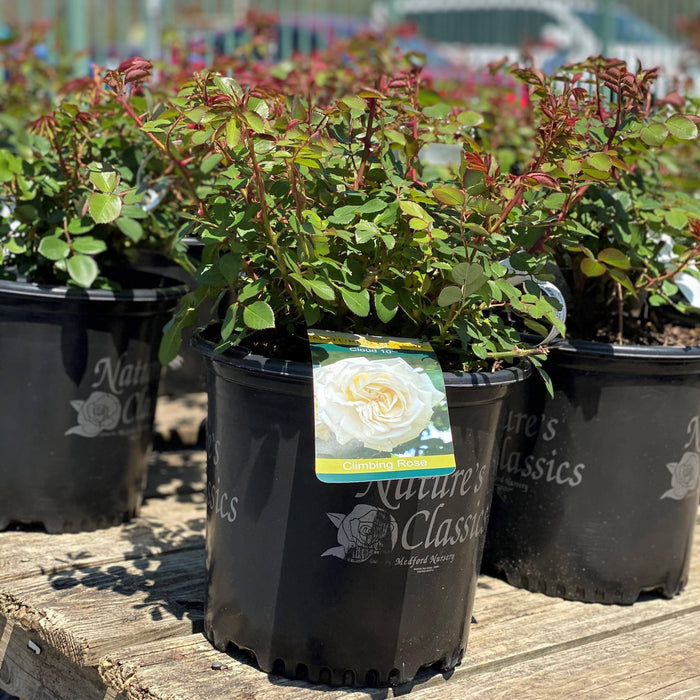 Rose - Climbing - Cloud 10 - 3 gallon - Hicks Nurseries