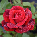 Rose - Climbing - Don Juan - 3 gallon - Hicks Nurseries