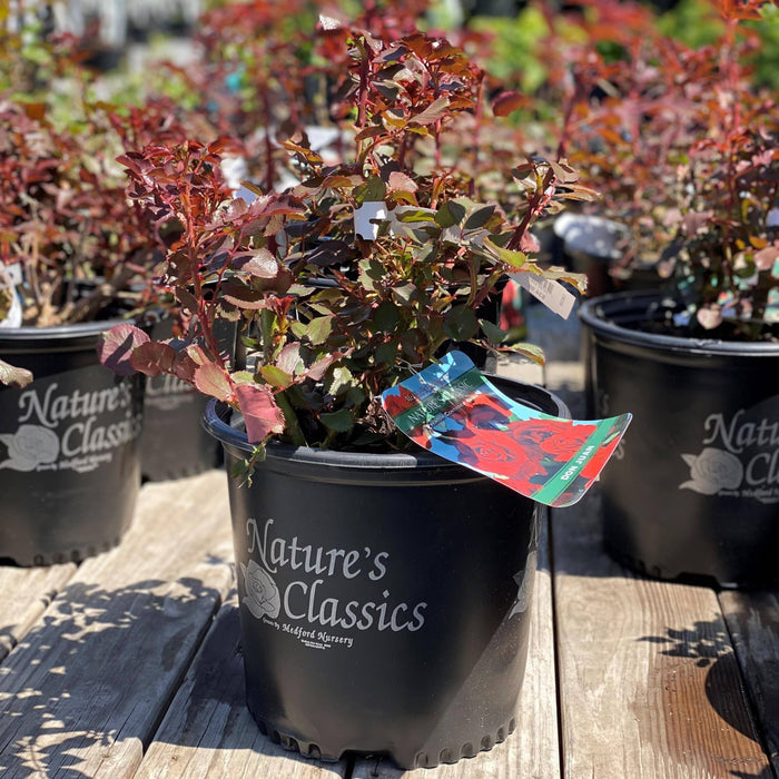 Rose - Climbing - Don Juan - 3 gallon - Hicks Nurseries