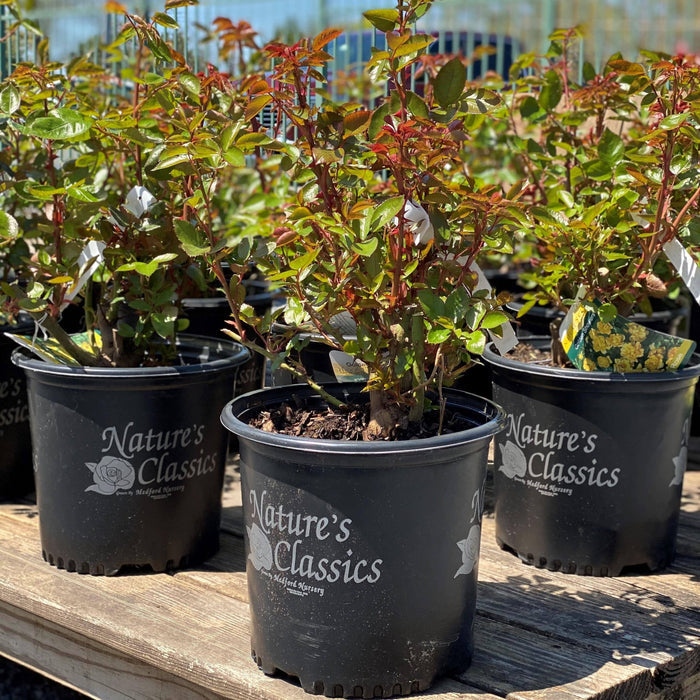 Rose - Climbing - Golden Showers - 3 gallon - Hicks Nurseries