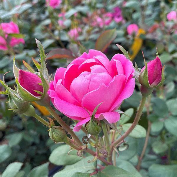 Rose - Double Knock Out® Pink - 3 gallon - Hicks Nurseries