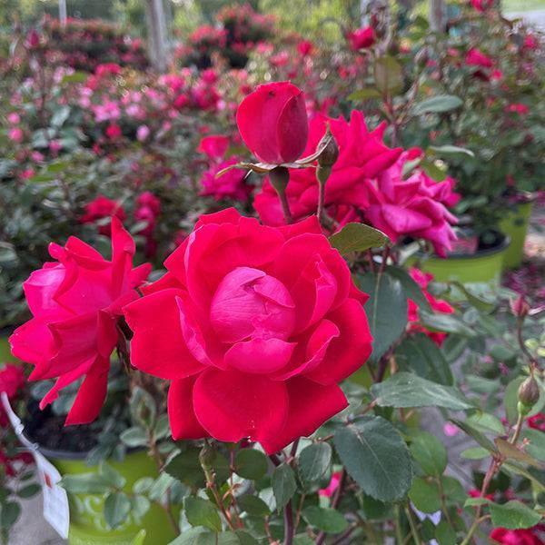 Rose - Double Knock Out® Red - 3 gallon - Hicks Nurseries