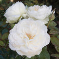 Rose - Floribunda - Bolero™ - 3 Gallon - Hicks Nurseries