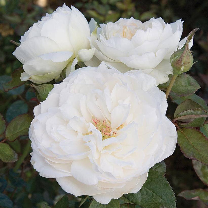 Rose - Floribunda - Bolero™ - 3 Gallon - Hicks Nurseries