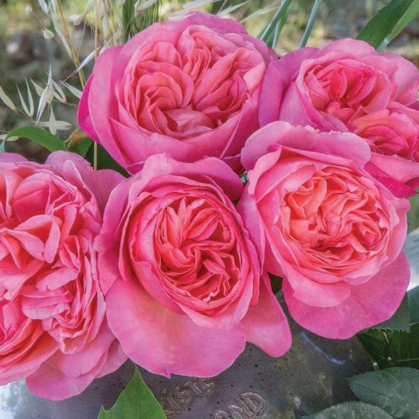Five vibrant Sweet Mademoiselle™ hybrid tea roses, available in a 3-gallon pot from Pickup & Local Delivery Only, feature ruffled pink petals and lush green leaves.