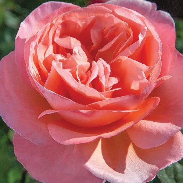 Close-up of a Sweet Mademoiselle™ hybrid tea rose in full bloom, showing its delicate pink petals. Available as a 3-gallon plant from Pickup & Local Delivery Only.
