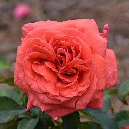 Rose - Hybrid Tea - Fragrant Cloud - 3 gallon - Hicks Nurseries