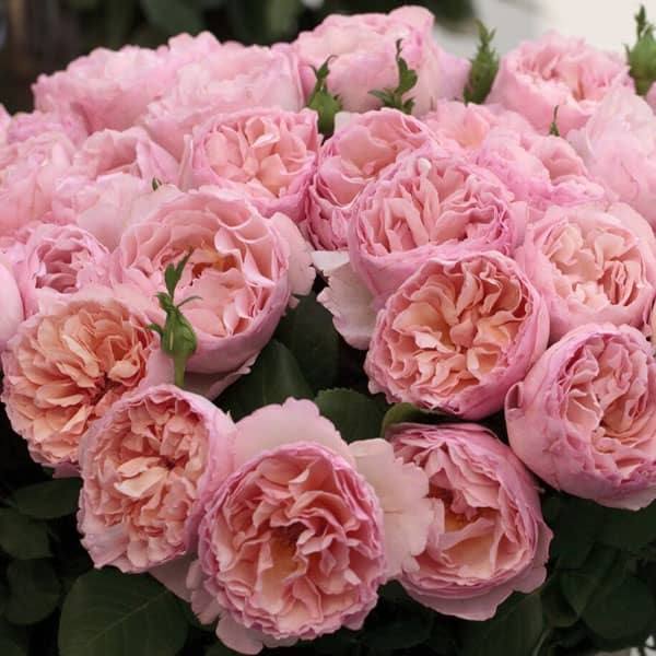 A dense cluster of lush, pink Rose - Hybrid Tea - Princesse Charlene de Monaco® (3 Gallon) from Pickup & Local Delivery Only, featuring fragrant ruffled blooms and rich green foliage in full display.