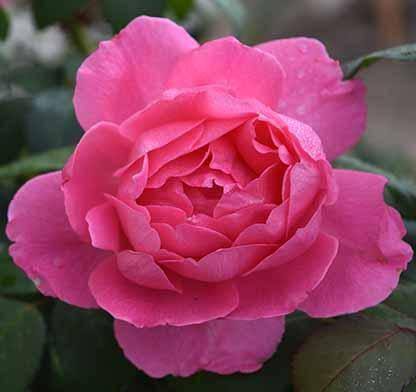 Rose - Hybrid Tea - True Inspiration - 3 Gallon - Hicks Nurseries