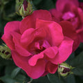 Rose - Knock Out® Red - 3 gallon - Hicks Nurseries
