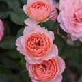 Rose - Shrub - Calypso - 3 gallon - Hicks Nurseries
